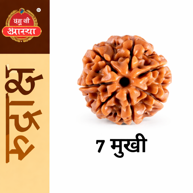 PABHU KI ASTHA 7 Mukhi Rudraksha